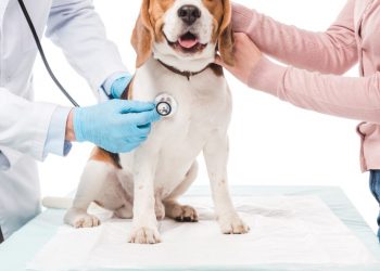 如何挑選寵物醫院？守護毛小孩幸福的貼心主人一定要知道