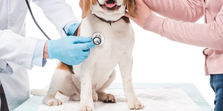 如何挑選寵物醫院?守護毛小孩幸福的貼心主人一定要知道