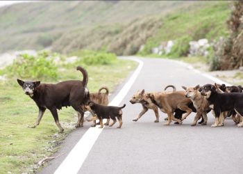 萌犬來襲！滅火器上竟出現超可愛的狗狗腳印 做公益還能帶萌犬回家