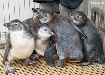 新生黑腳企鵝亮相 邀請大家一起減碳保育海洋與企鵝