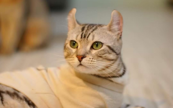 貓奴必去咖啡廳 桃園八德特色貓咖 與貓咪共享溫馨時光 品味每一口精緻美食