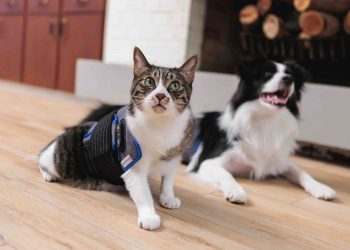 「碳量子點寵物光動力照護墊」搶攻毛孩市場