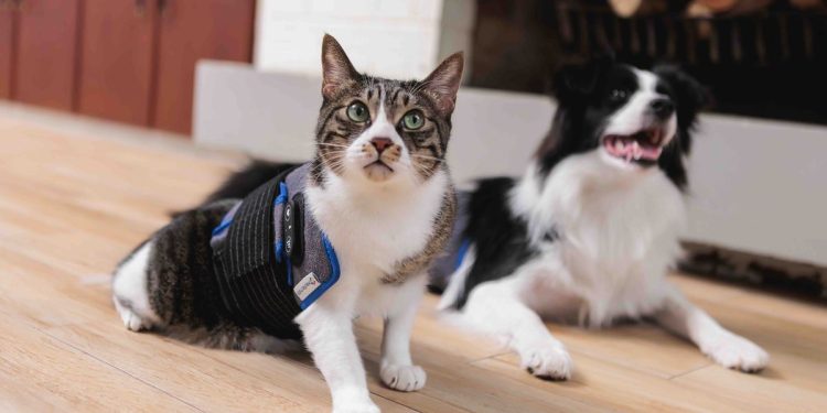 「碳量子點寵物光動力照護墊」搶攻毛孩市場