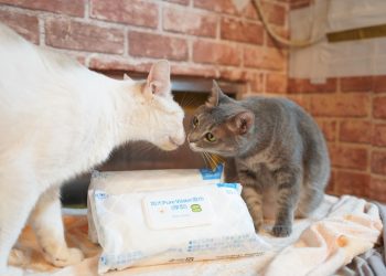 發揮家用產品優勢 老字號企業「這樣做」關懷中途浪貓最實際！