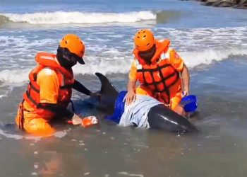 台南青山漁港4隻小虎鯨擱淺 海巡與學界聯手搶救