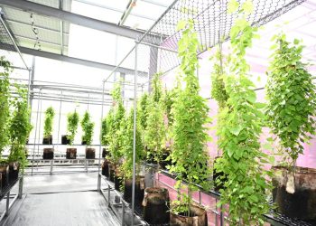 農業生產為主、創電為輔 工研院攜手聚賢 開拓農業伴生創電新模式