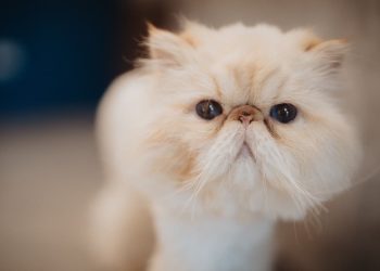 純貓御所　為貓咪創造最放鬆的度假時光