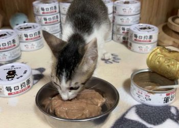 「以商養子」助力流浪貓 貓侍攜手協會推善舉