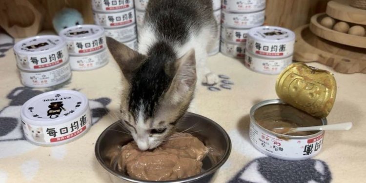 「以商養子」助力流浪貓 貓侍攜手協會推善舉