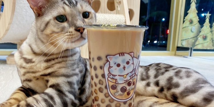 最萌貓店長在這間林口手搖飲 珍珠奶茶遇上貓咪 碰撞出甜蜜幸福滋味