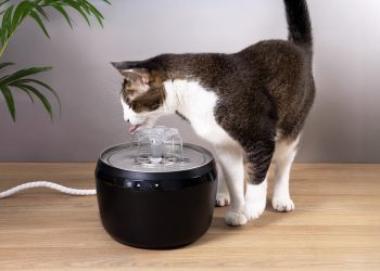 冬季貓咪水分危機！小心潛藏的健康隱患