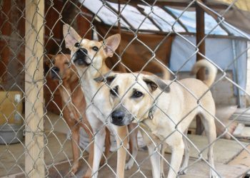 「助浪浪呷飽飽」魚中魚發起募糧 邀民眾助3萬浪毛孩過冬
