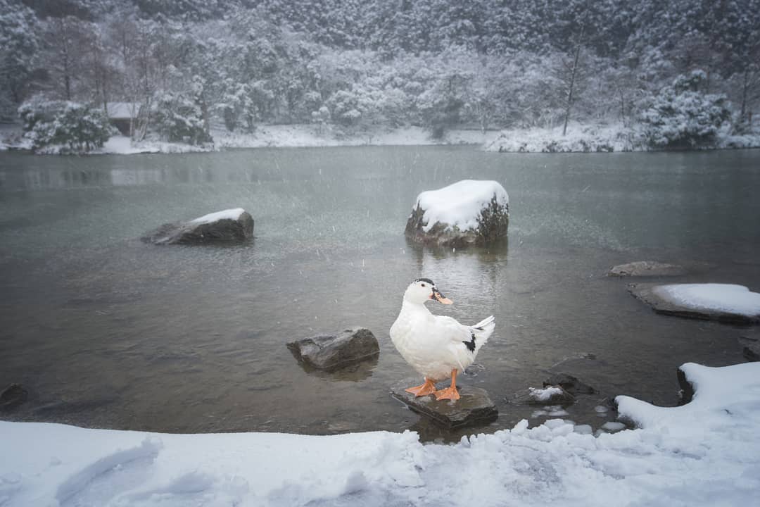 全台賞雪勝地｜明池國家森林遊樂區｜一起等待初雪降臨