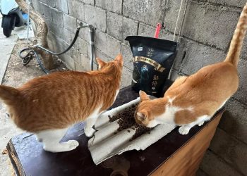 從貓咪低血鉀事件 窺見品牌拆彈「公關危機」