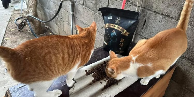 從貓咪低血鉀事件 窺見品牌拆彈「公關危機」