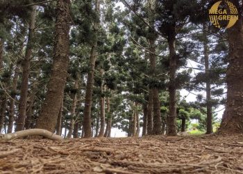 兆豐菳碳源科技掌握930萬噸國際合法碳權 蔡政吉：為落實ESG 共同努力