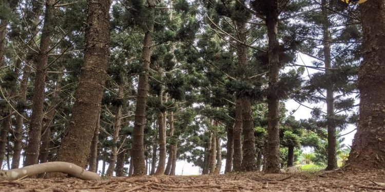 兆豐菳碳源科技掌握930萬噸國際合法碳權 蔡政吉:為落實ESG 共同努力