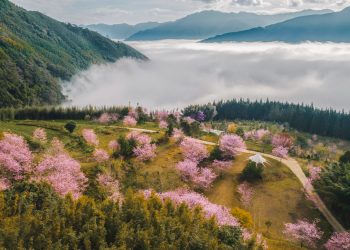 泰雅族櫻花季浪漫、文化饗宴 《蟬說系列》打造春日深度露營體驗