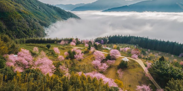 泰雅族櫻花季浪漫、文化饗宴 《蟬說系列》打造春日深度露營體驗
