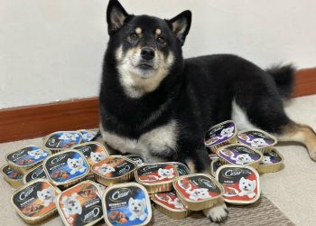 年節將至，電商平台優惠下殺！送禮、寵物用品一次搞定