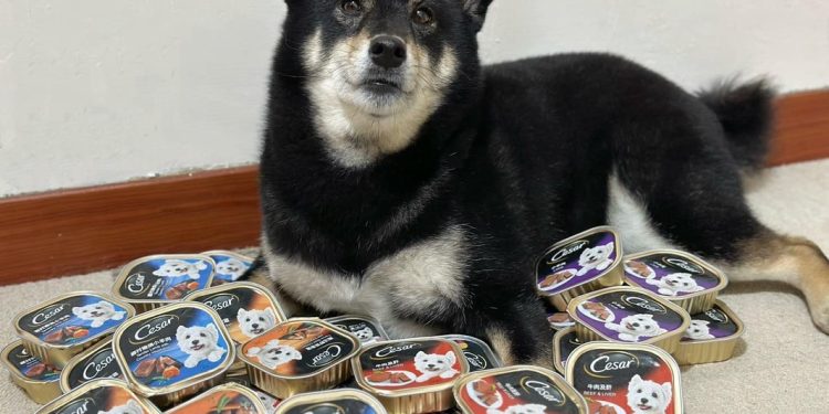 年節將至,電商平台優惠下殺!送禮、寵物用品一次搞定