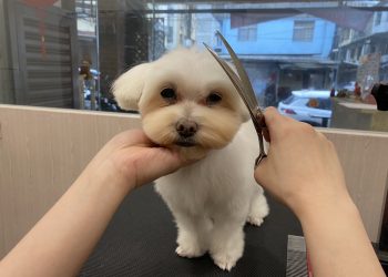 基隆寵物美容推薦 還你蓬鬆柔亮 給毛孩洗個無壓力暢快澡