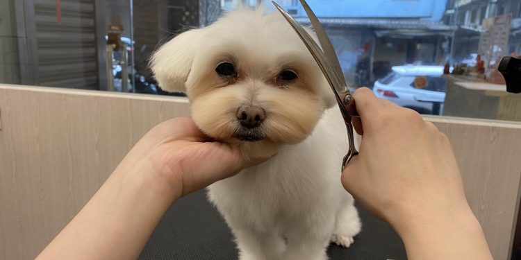基隆寵物美容推薦 還你蓬鬆柔亮 給毛孩洗個無壓力暢快澡