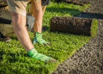 長青園藝苗圃專業草皮 桃園草皮批發、台中草皮批發