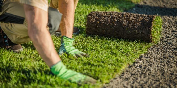 長青園藝苗圃專業草皮 桃園草皮批發、台中草皮批發