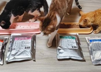 高品質肉泥餐包上市 幫助貓咪健康成長