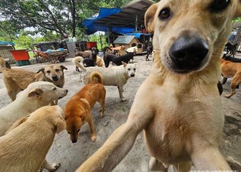 零安樂死政策挑戰與希望 「浪孩飽足」籲請國際響應