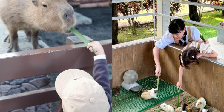 南部景點｜南部六大特色農場 鹿ㄦ島水豚生態園區、三隻小豬萌翻
