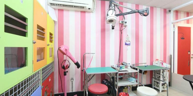 北投寵物美容推薦 專業台北貓狗寄宿 讓毛孩擁有舒適安心空間