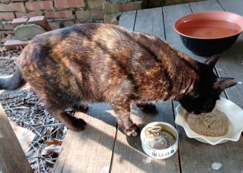 愛心接力 共創流浪貓美好未來