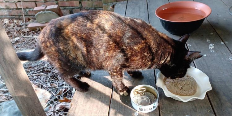 愛心接力 共創流浪貓美好未來