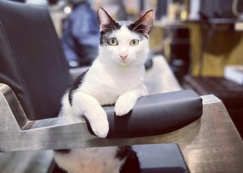 新北土城髮廊貓奴打卡 邊剪髮邊玩貓