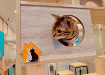 網路百大熱門商家　以服務和品質贏得顧客青睞