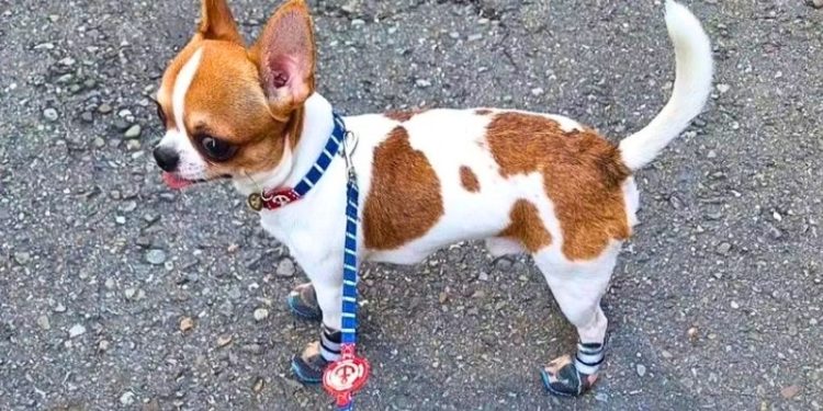 夏日毛孩防護必備 寵物用品網購推薦 狗狗鞋守護肉球、防燙熱地板