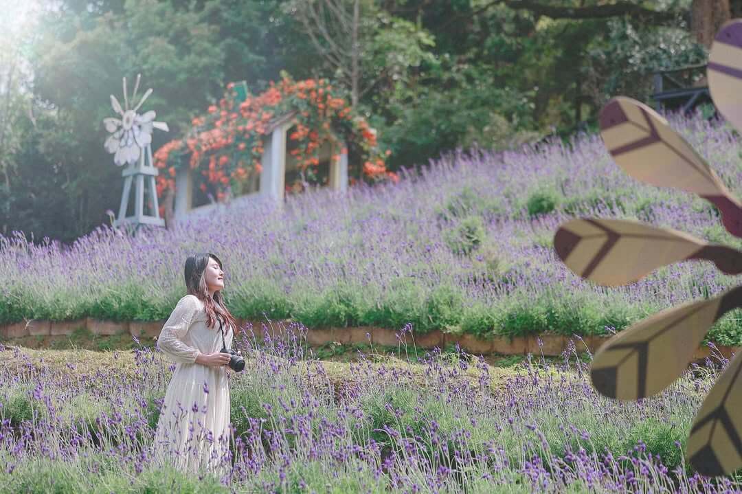 全台景點｜薰衣草森林