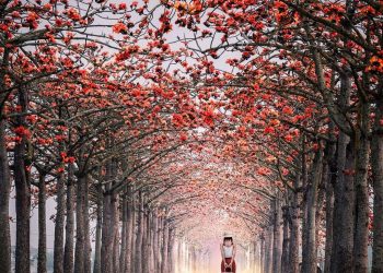 全台 6 大浪漫木棉花景點推薦｜春天情侶約會必去 林初埤木棉花道、東螺溪木棉花道