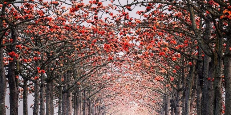 全台 6 大浪漫木棉花景點推薦｜春天情侶約會必去 林初埤木棉花道、東螺溪木棉花道