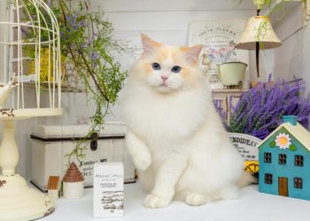 布偶貓貓舍推薦 最黏人貓咪就在《蜜兒玩偶貓坊》