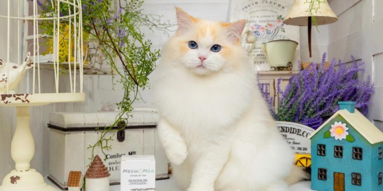 布偶貓貓舍推薦 最黏人貓咪就在《蜜兒玩偶貓坊》