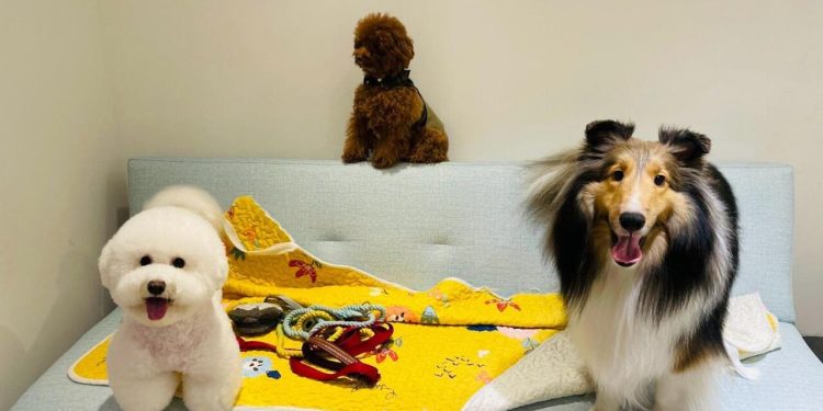 台北大安區寵物旅館推薦 不關籠住宿與低敏寵物美容 打造毛孩五星級享受