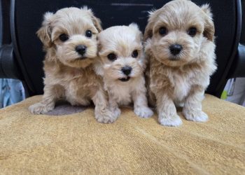 屏東犬舍推薦 南部合法狗舍 優質專業繁殖幼犬買賣