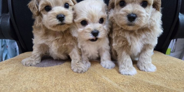 屏東犬舍推薦 南部合法狗舍 優質專業繁殖幼犬買賣