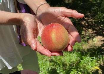 健走撿好康、水蜜桃吃到飽！拉拉山健走活動最後30名額等你搶！