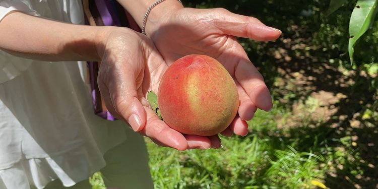 健走撿好康、水蜜桃吃到飽!拉拉山健走活動最後30名額等你搶!