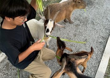 新北石碇寶藏地！「萌萌森林物語」水豚、羊駝、梅花鹿 眾多療癒係小動物陪你度過愜意時光
