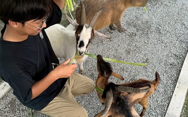 新北石碇寶藏地!「萌萌森林物語」水豚、羊駝、梅花鹿 眾多療癒係小動物陪你度過愜意時光